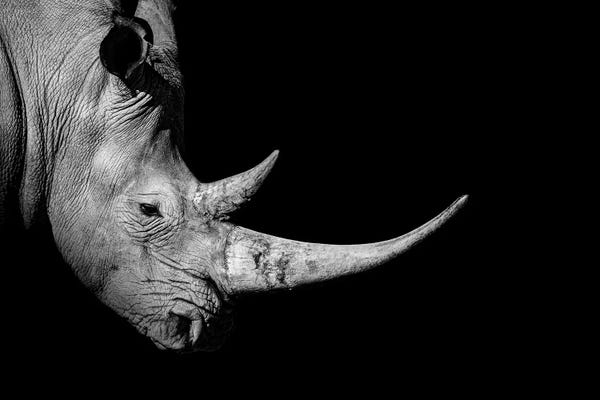 Rhinoceroses: Rhinoceros Profile Black White by Adrian Vieriu