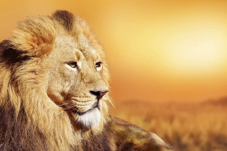 African Male Lion Portrait