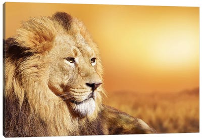 African Male Lion Portrait Canvas Art Print - Adrian Vieriu