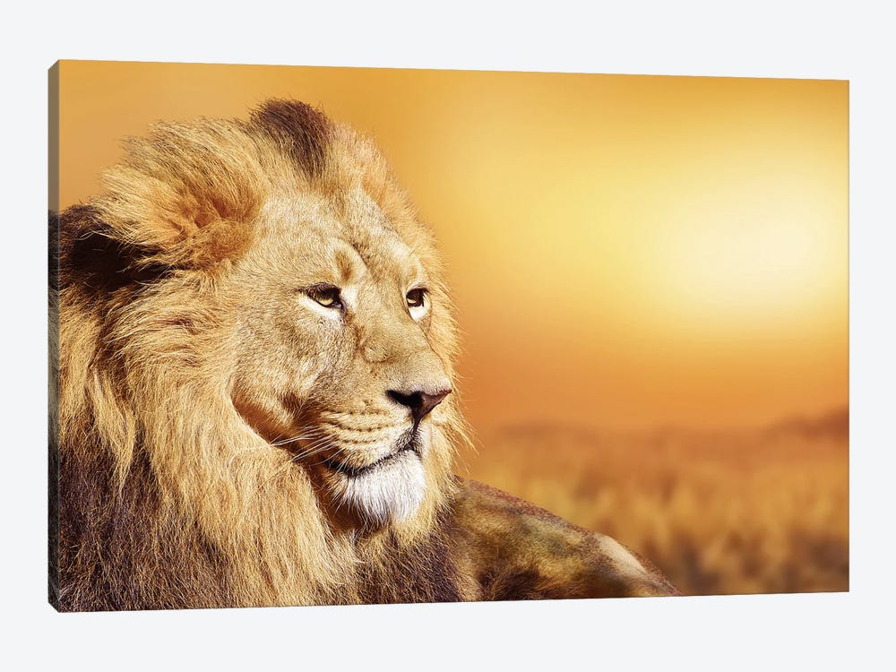 African Male Lion Portrait 1-piece Canvas Wall Art