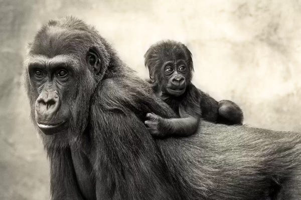 Gorillas: L.I.F.E. by Antje Wenner-Braun