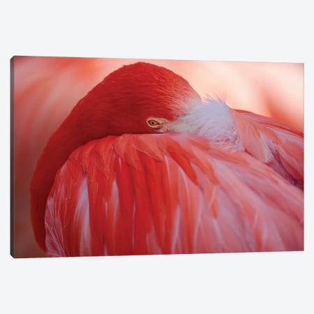 RED Canvas Print #AWB5} by Antje Wenner-Braun Canvas Wall Art