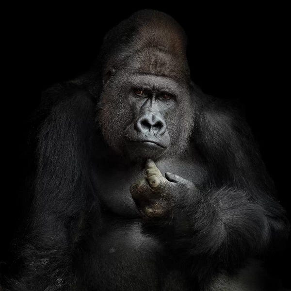 Gorillas: IMHO by Antje Wenner-Braun