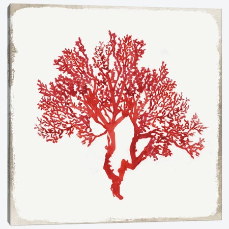 Red Coral II Canvas Print #AWI236} by Aimee Wilson Canvas Artwork