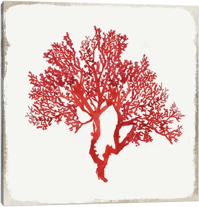 Red Coral II Canvas Art Print - Coral Art