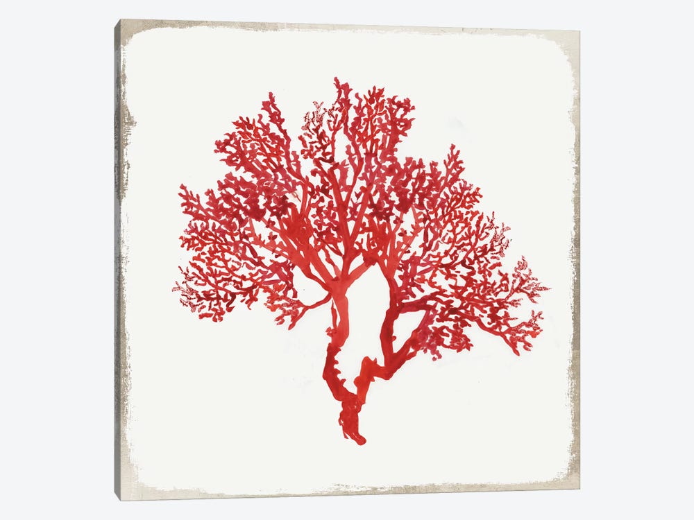 Red Coral II by Aimee Wilson 1-piece Canvas Art Print