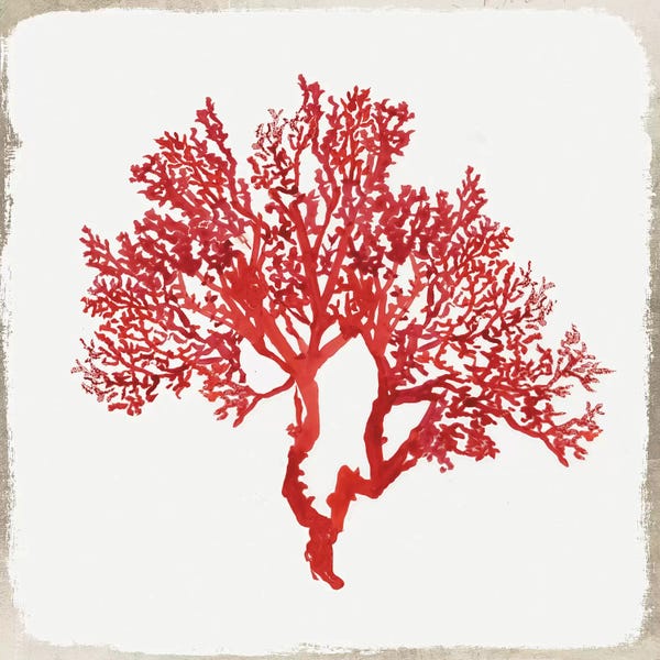 Coral: Red Coral II by Aimee Wilson