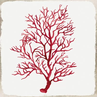 Red Coral IV by Aimee Wilson framed canvas print