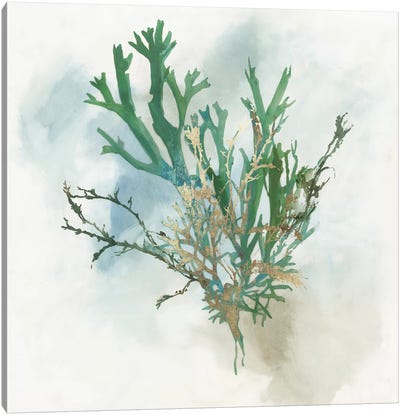 Green Coral I  Canvas Art Print - Aimee Wilson