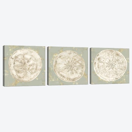 Cone Shells Triptych Canvas Print Set #AWI3HSET002} by Aimee Wilson Art Print