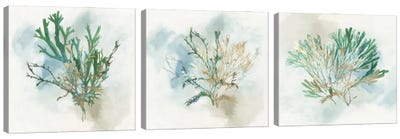 Green Coral Triptych Canvas Art Print - Aimee Wilson