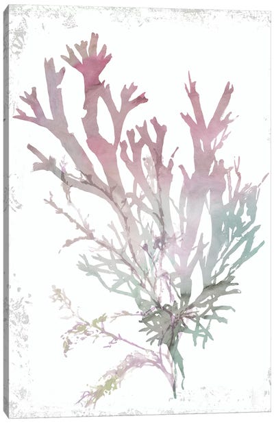 Pink Coral  Canvas Art Print - Coral Art