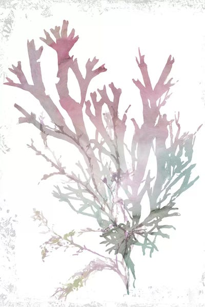 Aimee Wilson: Pink Coral  by Aimee Wilson