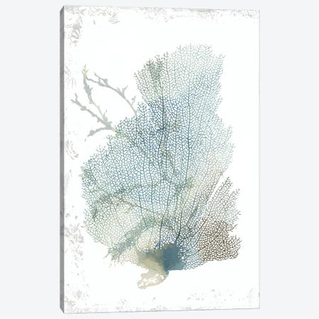 Teal Delicate Coral II  Canvas Print #AWI433} by Aimee Wilson Art Print