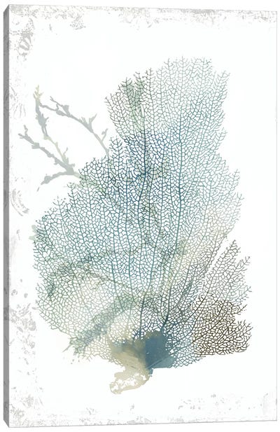 Teal Delicate Coral II  Canvas Art Print - Aimee Wilson