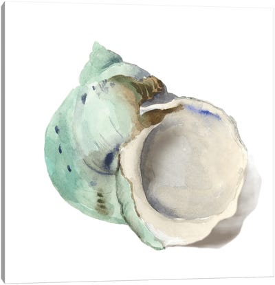 Pearl Shell Canvas Art Print - Sea Shell Art