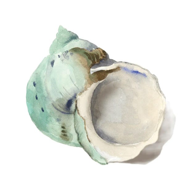 Sea Shells: Pearl Shell by Aimee Wilson