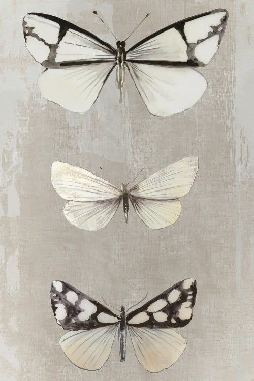 Delicate Butterflies I