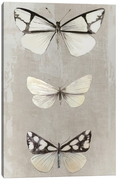 Delicate Butterflies I Canvas Art Print - Aimee Wilson