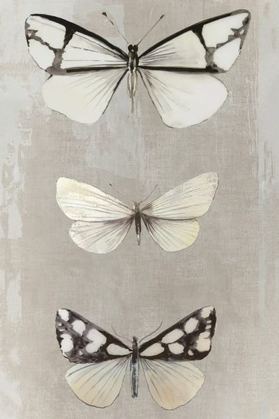 Aimee Wilson: Delicate Butterflies I by Aimee Wilson