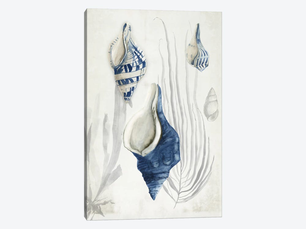 Antique Shells I by Aimee Wilson 1-piece Canvas Art Print