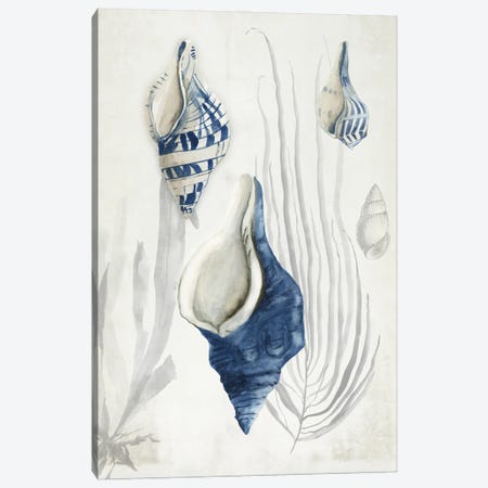 Antique Shells I Canvas Print #AWI515} by Aimee Wilson Canvas Print