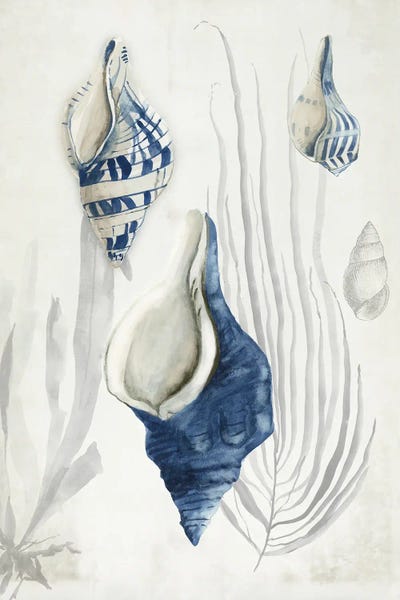 Sea Shells: Antique Shells I by Aimee Wilson
