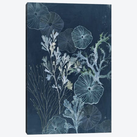 Ethereal Sea Treasures Canvas Print #AWI528} by Aimee Wilson Canvas Print