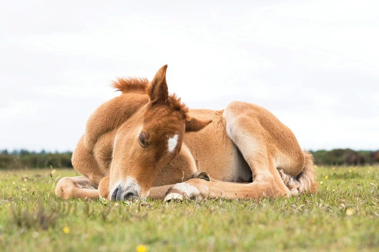 Sleeping Beauty