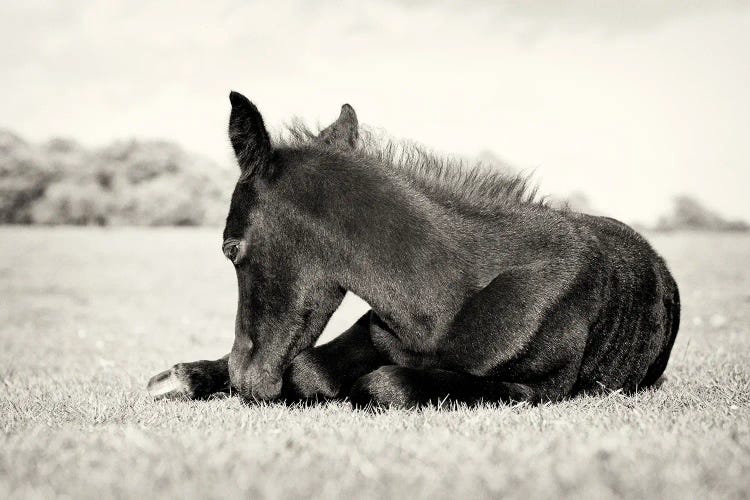 Sleeping Beauty III by Andrew Lever wall art