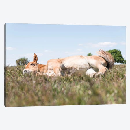 Sleeping Beauty 4. Canvas Print #AWL104} by Andrew Lever Canvas Wall Art