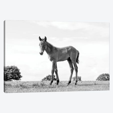 Foal Beauty Canvas Print #AWL106} by Andrew Lever Canvas Wall Art