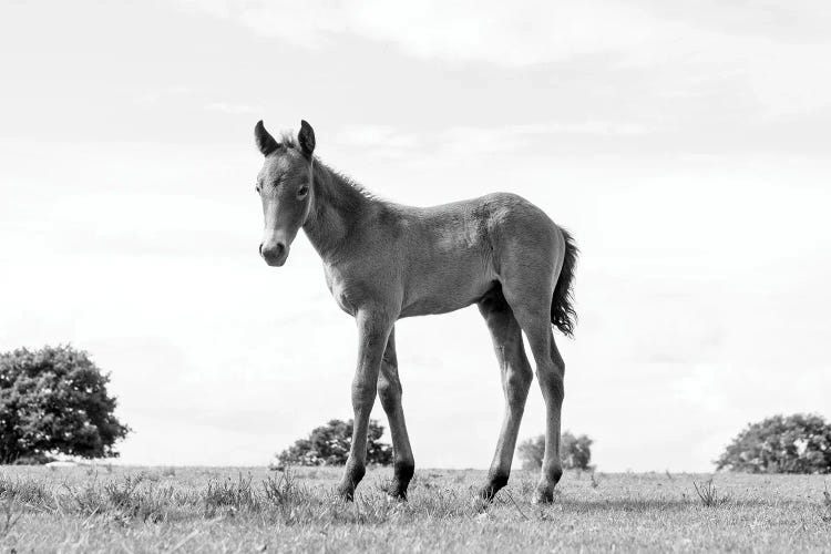 Foal Beauty