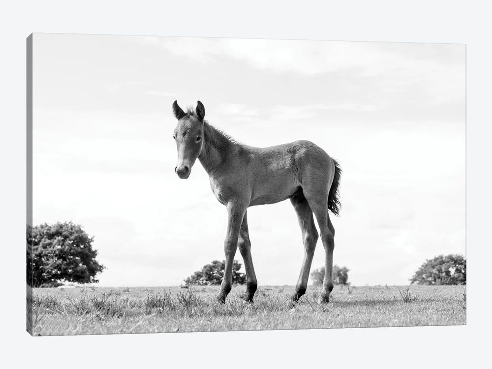 Foal Beauty by Andrew Lever 1-piece Canvas Art