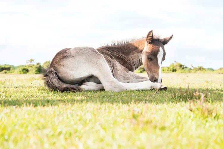Sleeping Beauty V by Andrew Lever wall art