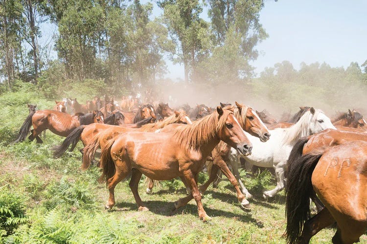 Stampede