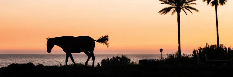 Horse and Palms