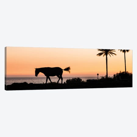 Horse and Palms Canvas Print #AWL111} by Andrew Lever Canvas Wall Art