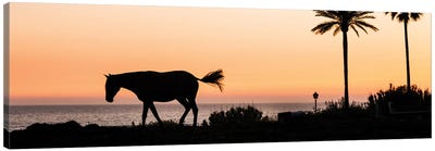 Horse and Palms Canvas Art Print - Andrew Lever