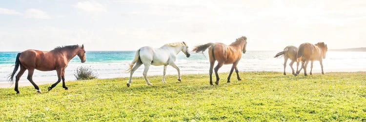 Beach Horses II