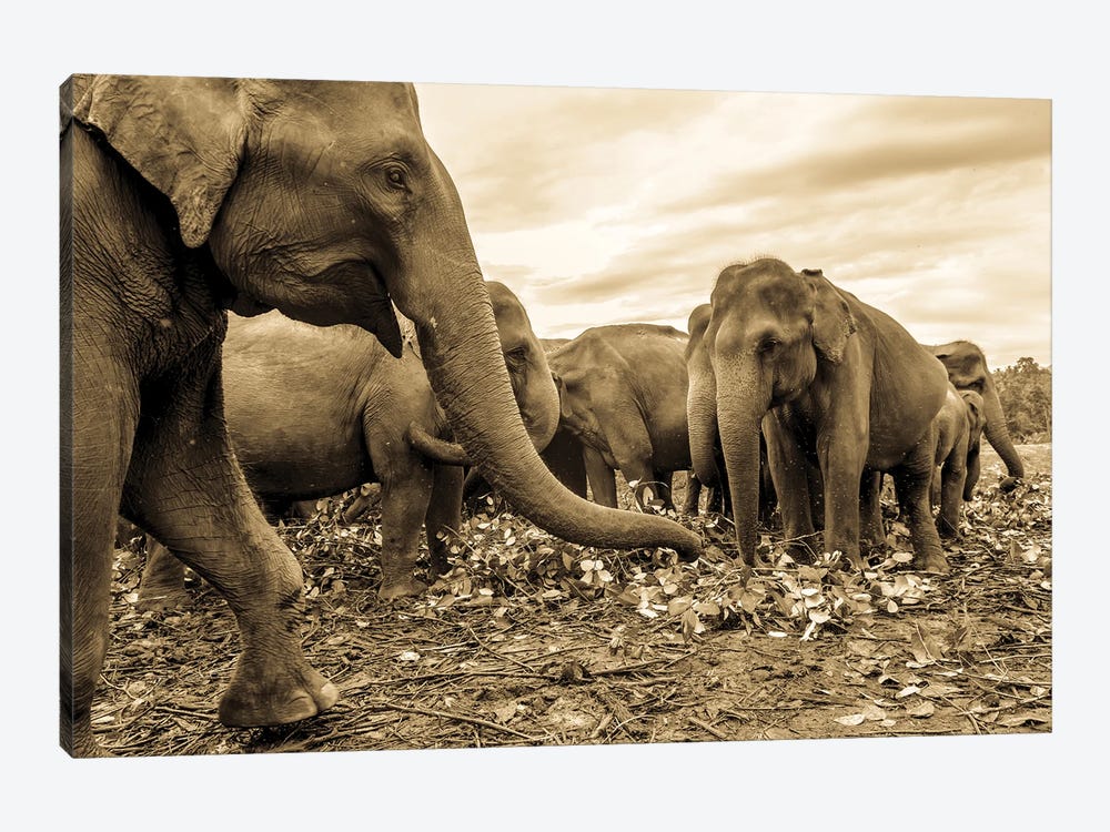 The Herd by Andrew Lever 1-piece Canvas Print