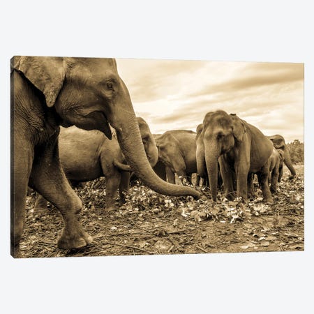 The Herd Canvas Print #AWL118} by Andrew Lever Canvas Wall Art