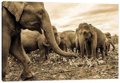 The Herd Canvas Art Print - Sepia Photography