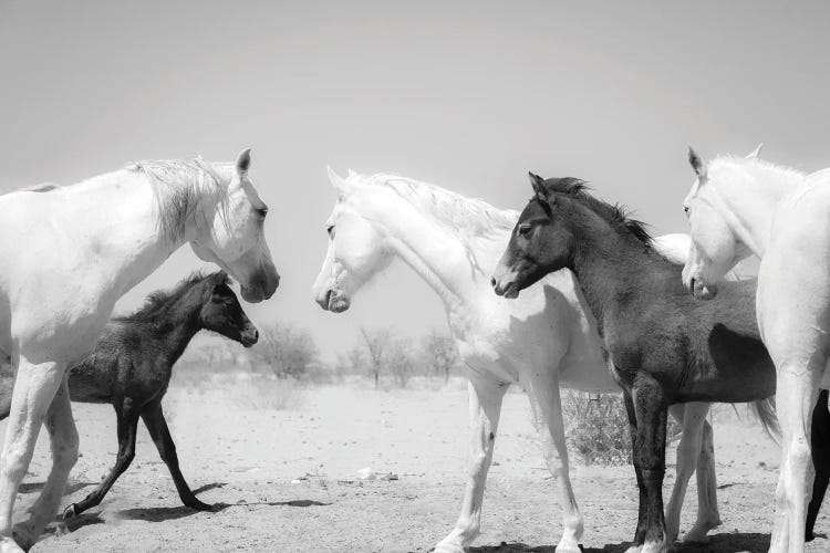 Arab Horse Family