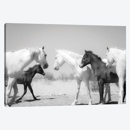 Arab Horse Family Canvas Print #AWL11} by Andrew Lever Canvas Art
