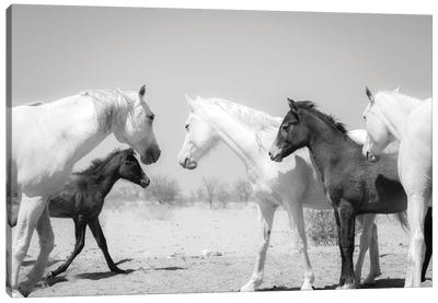 Arab Horse Family Canvas Art Print - Andrew Lever