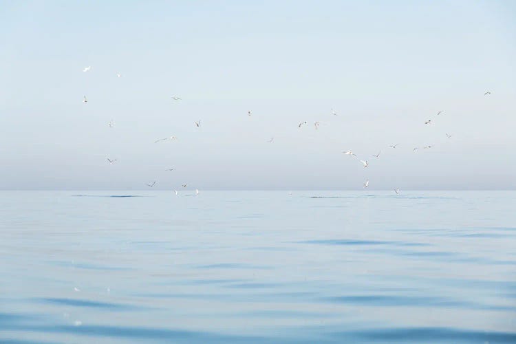 Seagulls At Sea