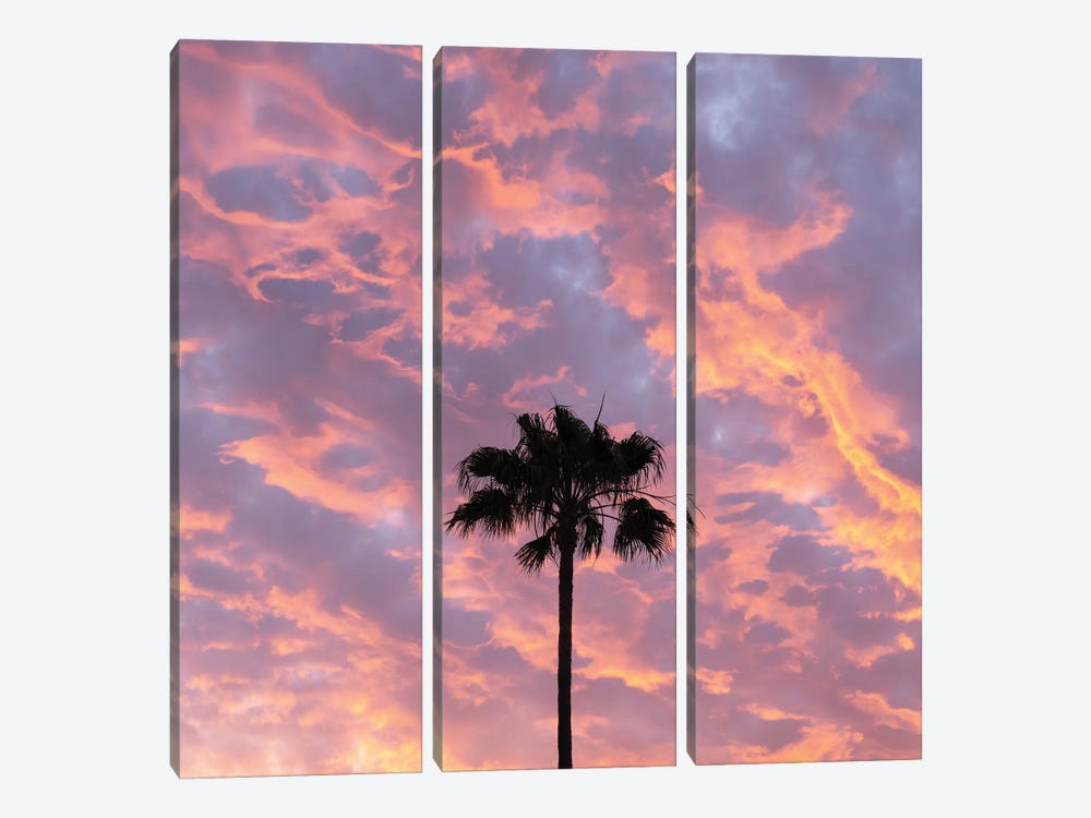Paradise Palm by Andrew Lever 3-piece Canvas Art
