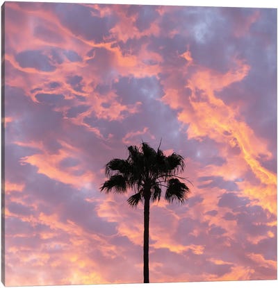Paradise Palm Canvas Art Print - Cloudy Sunset Art