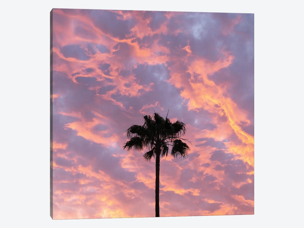 Paradise Palm by Andrew Lever 1-piece Canvas Wall Art
